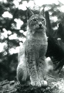 A Northern Lynx Sitting Up at London Zoo, July 1925