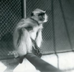 A Northern Plains Gray Langur sitting on a perch in its enclosure at London Zoo by Frederick William Bond