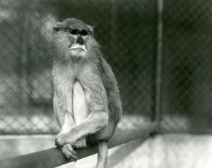A Patas/Wadi/Hussar Monkey sitting on a branch at London Zoo in 1928 by Frederick William Bond