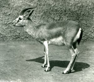 A Persian Gazelle at London Zoo in June 1925 by Frederick William Bond