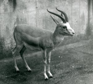 A Persian, Goitered, or Black-tailed Gazelle at London Zoo, August 1927 by Frederick William Bond