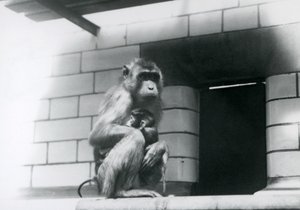 A Pig-tailed Macaque holding her baby while sitting on a tiled ledge in her enclosure at London Zoo in 1928 by Frederick William Bond