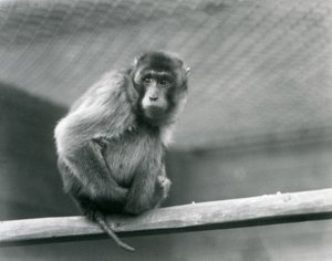 A Pig-tailed Macaque Sitting on a Perch in Its Enclosure at London Zoo by Frederick William Bond