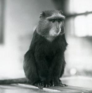 A Pluto Monkey, or Blue Monkey, sitting on a bench, London Zoo by Frederick William Bond