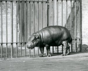 A Pygmy Hippopotamus at London Zoo in 1927 by Frederick William Bond