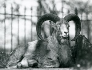 A Ram sitting at London Zoo, 1925 by Frederick William Bond