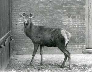 A Red Deer Stag with Budding Antlers, London Zoo, August 1928 by Frederick William Bond
