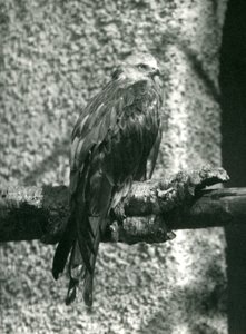 A Red Kite Perching on a Branch at London Zoo in 1924 by Frederick William Bond
