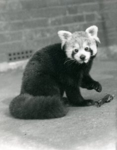 A Red Panda sitting at London Zoo, 1917 by Frederick William Bond