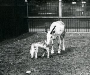 A Reindeer with her calf at London Zoo, March 1914 by Frederick William Bond