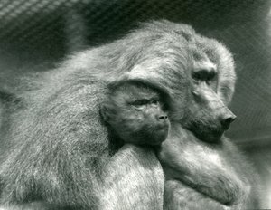 A Sacred Baboon with Its Young at London Zoo by Frederick William Bond