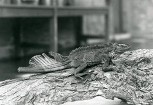 A Sailfin Lizard, with damaged tail, resting on a log at London Zoo in 1928