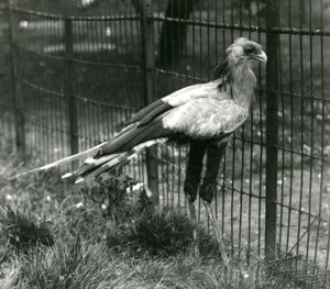 Secretary Bird at London Zoo, September 1923 by Frederick William Bond