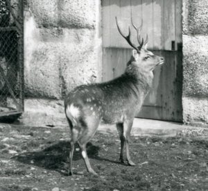 A Sika Spotted Stag Standing in His Enclosure, London Zoo (August 1927) by Frederick William Bond