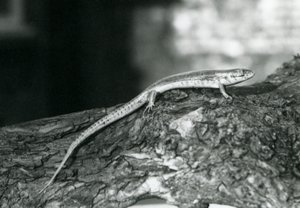 A Skink resting on a log at London Zoo in 1929 by Frederick William Bond