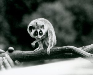 A Slender Loris Looking Down from a Branch Held in a Keeper