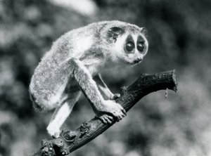A Slender Loris Walking on a Branch, London Zoo, August 1926 by Frederick William Bond