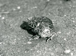 A South American Horned Frog by Frederick William Bond