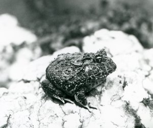 A South American Horned Frog sitting on a rock, London Zoo, August 1928 by Frederick William Bond