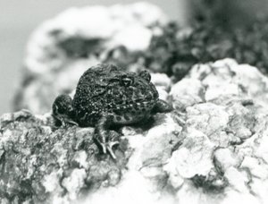 A South American Horned Frog showing its defensive pose, London Zoo, August 1928 by Frederick William Bond