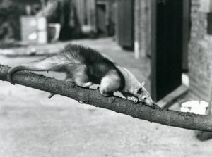 A Southern Tamandua/Collared Anteater/Lesser Anteater, walking along a branch at London Zoo by Frederick William Bond