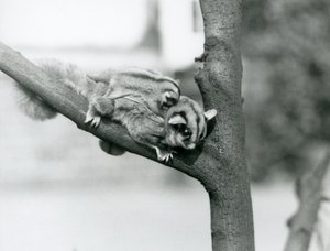 A Sugar Glider on a Branch with Her Baby on Her Back, London Zoo by Frederick William Bond