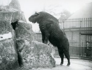 A Takin, also known as a Cattle chamois or Gnu goat, standing upright with his front legs resting on a rock, London Zoo by Frederick William Bond