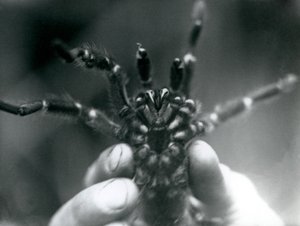 A Tarantula being held up to show its fangs from below, London Zoo, October 1925 by Frederick William Bond