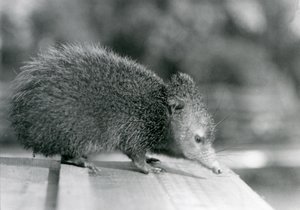 A Tenrec at London Zoo in 1929 by Frederick William Bond