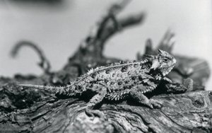 A Texas Horned Lizard resting on a log at London Zoo in September 1928 by Frederick William Bond