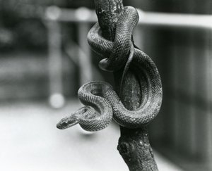 A Texas Rat Snake coiled around an almost vertical branch at London Zoo in August 1928 by Frederick William Bond