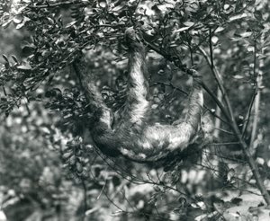 A Three-toed Sloth hanging from a leafy branch at London Zoo. August 1920 by Frederick William Bond