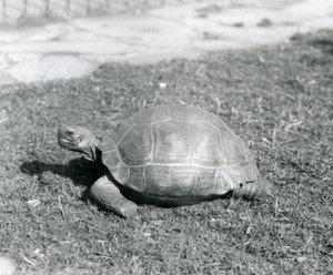 A Tortoise Standing on Grass at London Zoo in 1926 by Frederick William Bond