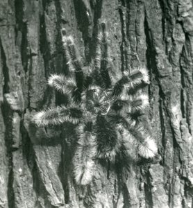 A Trinidad Chevron Tarantula on the bark of a tree trunk, London Zoo, October 1926 by Frederick William Bond