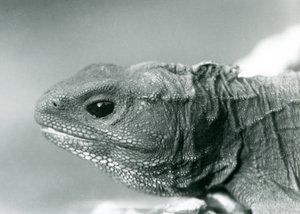 A Tuatara at London Zoo in 1928