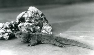 A Tuatara, lying in front of a rock, at London Zoo in 1928