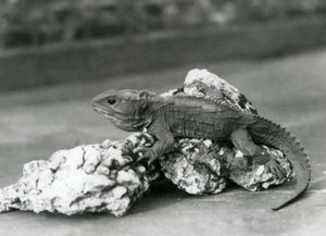 A Tuatara, Lying on a Rock, at London Zoo in 1929