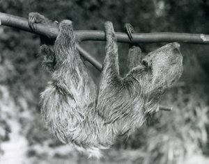 A Two-toed Sloth hanging from a cut branch, London Zoo, 1927 by Frederick William Bond