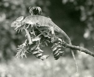 A Veiled or Yemen Chameleon at the End of a Leafy Branch at London Zoo, June 1924 by Frederick William Bond