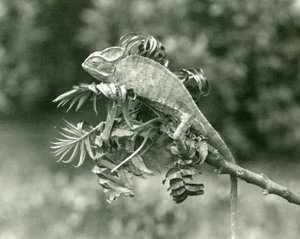 A Veiled or Yemen Chameleon at the End of a Leafy Branch at London Zoo, June 1924 by Frederick William Bond