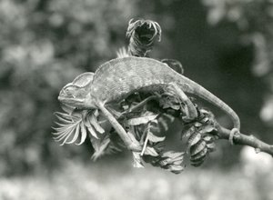 A Veiled or Yemen Chameleon Holds on to the End of a Leafy Branch with Its Prehensile Tail, London Zoo, June 1924 by Frederick William Bond