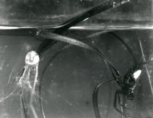 A Water Spider and its air bell underwater, London Zoo, October 1925 by Frederick William Bond