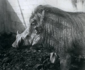 A Warthog Standing in Mud, London Zoo, 1927