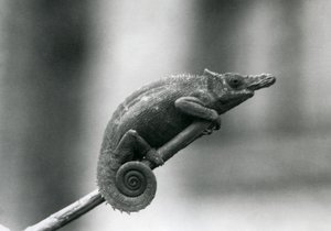 A West Usambara Two-horned Chameleon, London Zoo (1927) by Frederick William Bond