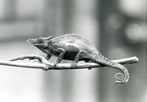 A West Usambara Two-horned Chameleon, London Zoo (1927) by Frederick William Bond