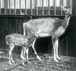 A White-tailed Virginian Deer with her fawn at London Zoo in August 1927 by Frederick William Bond