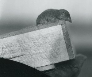 A White-toothed Shrew looking down over the edge of a wooden box, held by a keeper