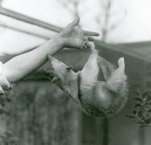 A Young Collared Tamandua hanging on to its keeper