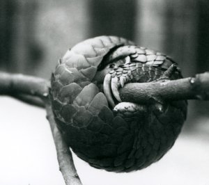 A Critically Endangered Chinese Pangolin Resting, Curled Around a Horizontal Branch, London Zoo (Pre 1930)