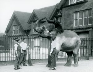 A decorated Indian Elephant with three keepers and trainer outside the Elephant House at London Zoo in 1927 by Frederick William Bond